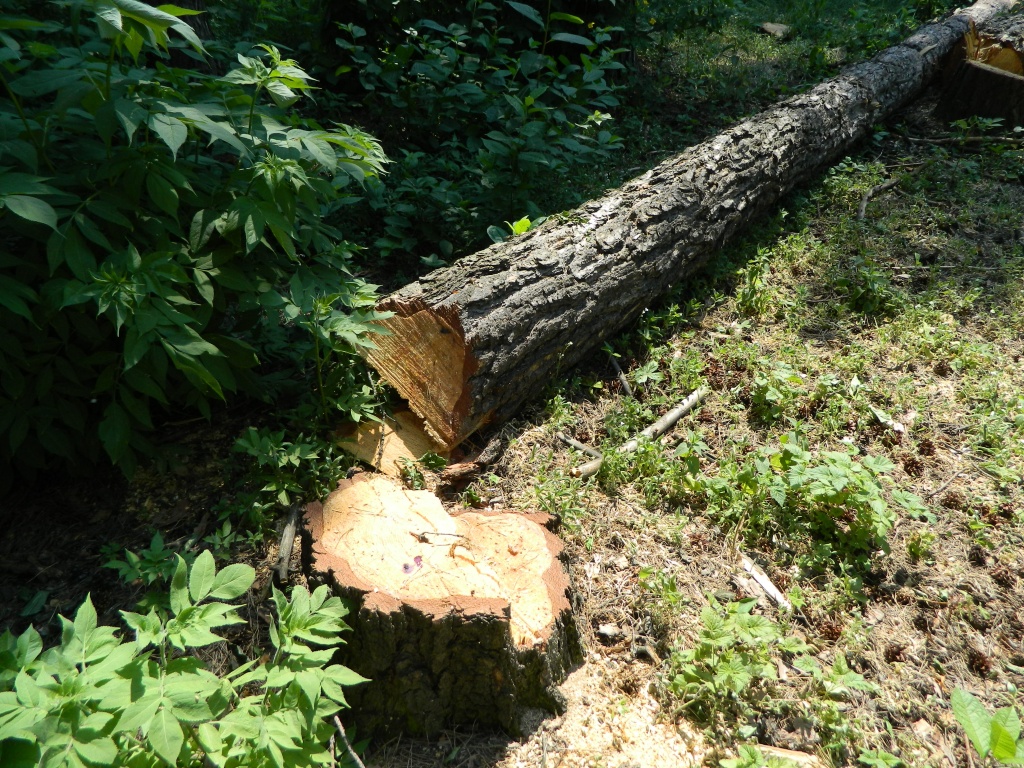 DSCN0959.JPG