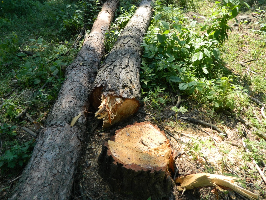 DSCN0960.JPG