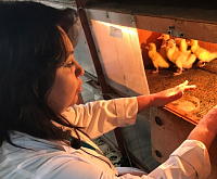 ������� ����